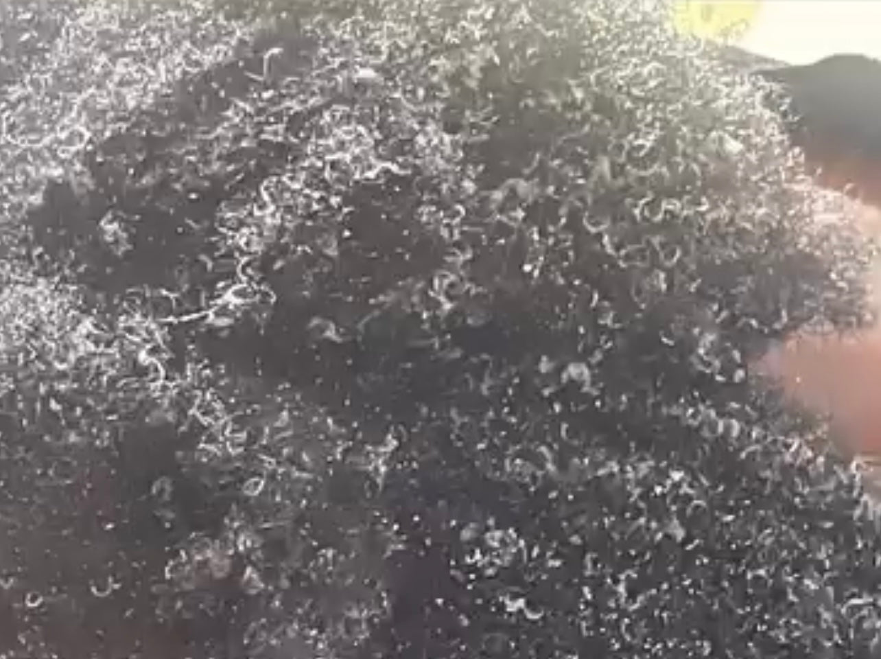 The Hair Revival Ultimate Growth Bundle (5-Piece Set)